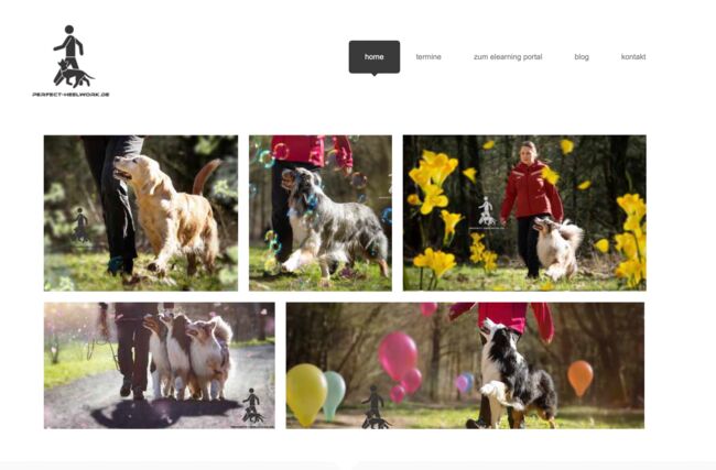 Webdesign mit Wordpress für eine Hundetrainerin
